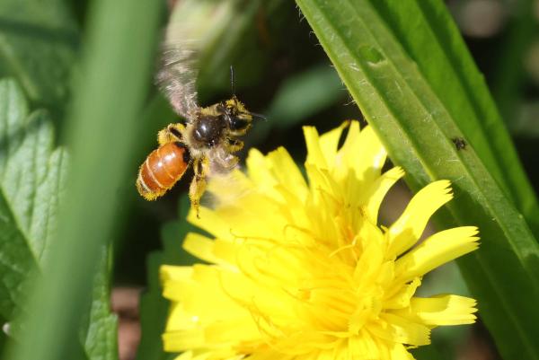 Les abeilles sauvages de Suisse  - Andrena pellucens