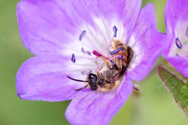 Les abeilles sauvages de Suisse Andrène bandes-rouges - Andrena rufizona