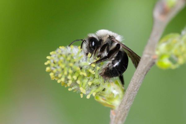 Wildbienen der Schweiz Weidensandbiene - Andrena vaga