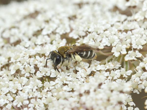 Les abeilles sauvages de Suisse  - Andrena aeneiventris