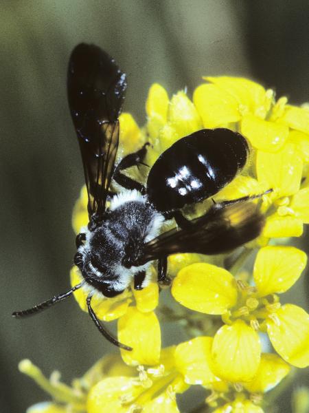 Les abeilles sauvages de Suisse  - Andrena afrensis