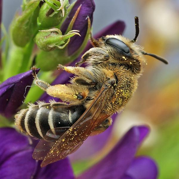 Les abeilles sauvages de Suisse Andrène ovale - Andrena afzeliella