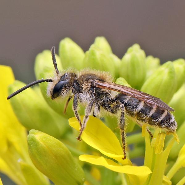Les abeilles sauvages de Suisse Andrène ovale - Andrena afzeliella
