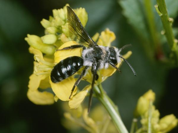 Les abeilles sauvages de Suisse  - Andrena agilissima