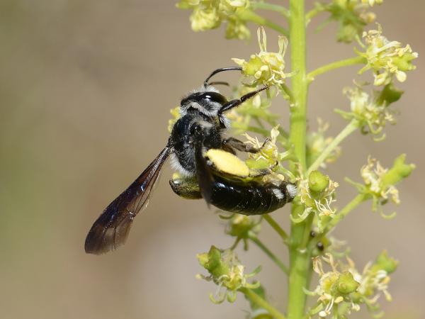 Les abeilles sauvages de Suisse  - Andrena agilissima