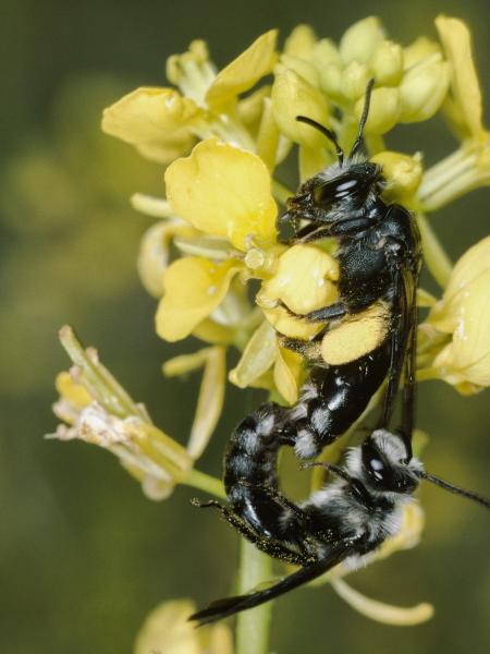 Les abeilles sauvages de Suisse  - Andrena agilissima