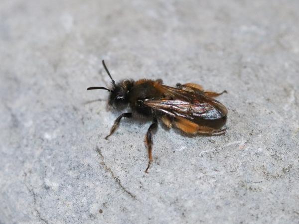 Les abeilles sauvages de Suisse  - Andrena allosa