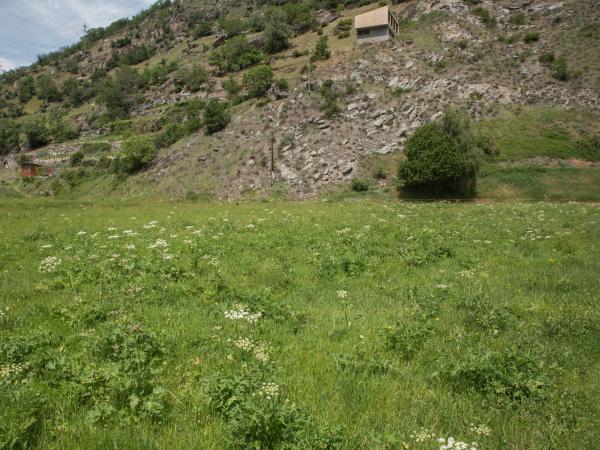 Les abeilles sauvages de Suisse Andrène ample - Andrena ampla