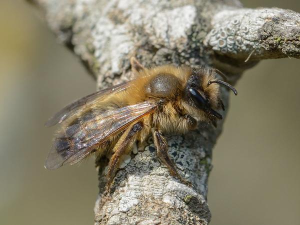 Les abeilles sauvages de Suisse  - Andrena apicata