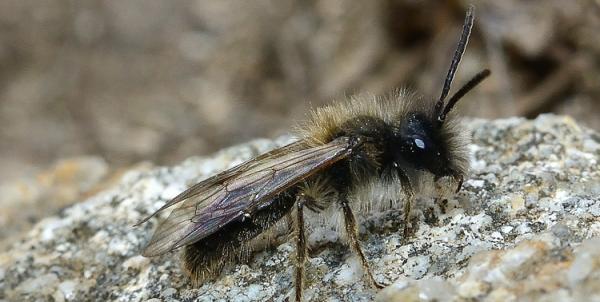Les abeilles sauvages de Suisse  - Andrena apicata