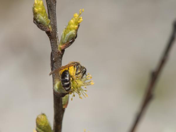 Les abeilles sauvages de Suisse Andrène argentée - Andrena argentata