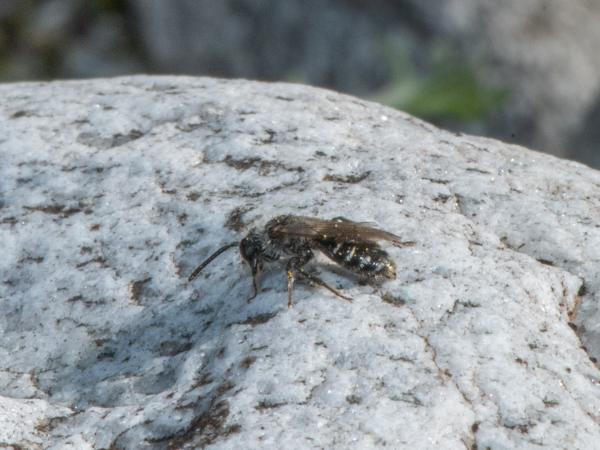 Les abeilles sauvages de Suisse Andrène argentée - Andrena argentata