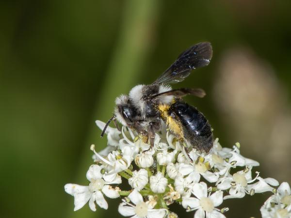Les abeilles sauvages de Suisse Andrène barbare - Andrena barbareae