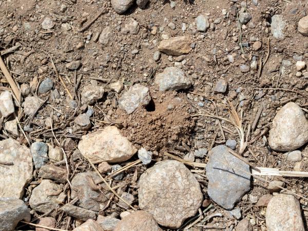 Les abeilles sauvages de Suisse Andrène barbare - Andrena barbareae