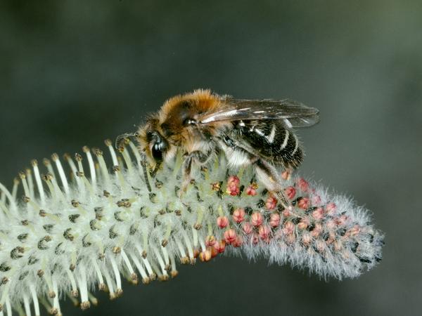 Les abeilles sauvages de Suisse  - Andrena barbilabris