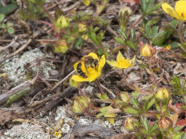 Les abeilles sauvages de Suisse  - Andrena barbilabris