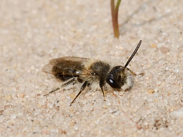 Les abeilles sauvages de Suisse  - Andrena barbilabris