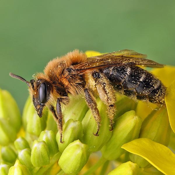 Les abeilles sauvages de Suisse  - Andrena barbilabris