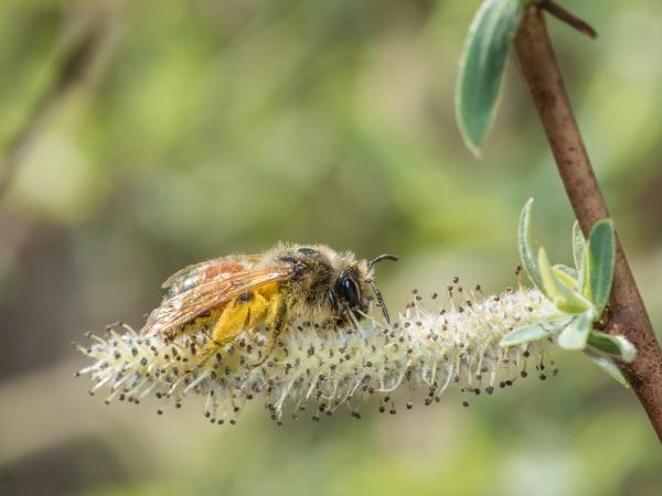Les abeilles sauvages de Suisse Andrène deux-taches - Andrena bimaculata