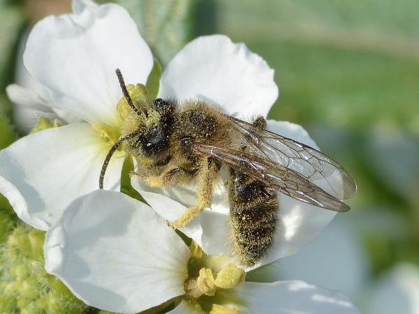 Les abeilles sauvages de Suisse Andrène deux-taches - Andrena bimaculata