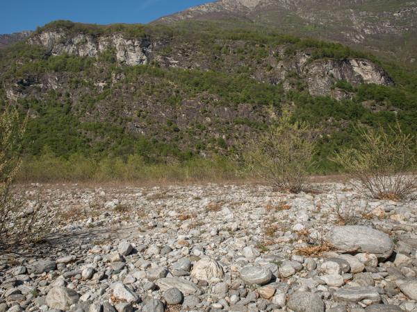 Les abeilles sauvages de Suisse Andrène deux-taches - Andrena bimaculata