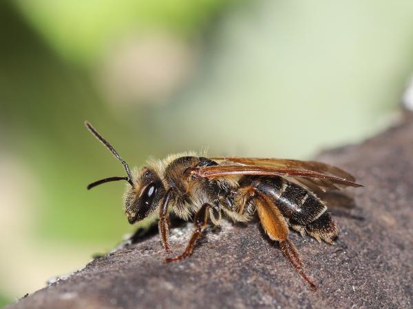 Les abeilles sauvages de Suisse  - Andrena bucephala