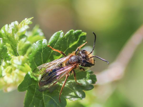 Les abeilles sauvages de Suisse  - Andrena bucephala