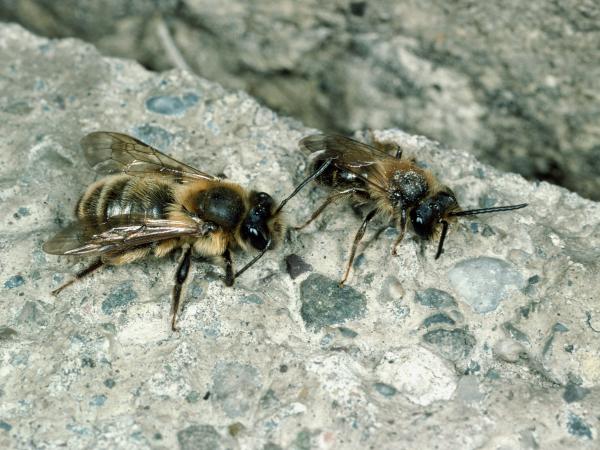 Les abeilles sauvages de Suisse Andrène sociable - Andrena scotica