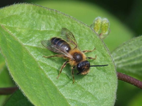 Les abeilles sauvages de Suisse Andrène sociable - Andrena scotica