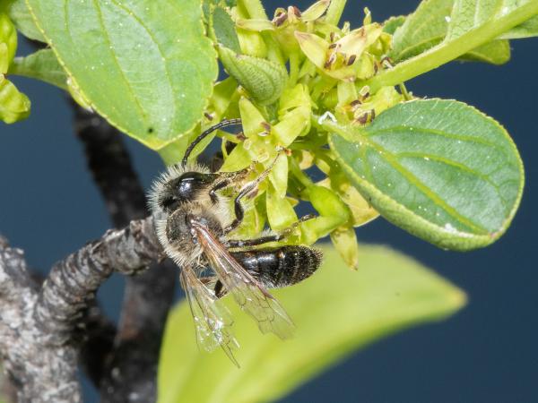 Les abeilles sauvages de Suisse Andrène sociable - Andrena scotica