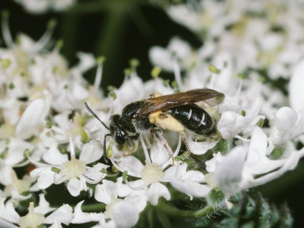 Les abeilles sauvages de Suisse Andrène pattes-d'or - Andrena chrysosceles