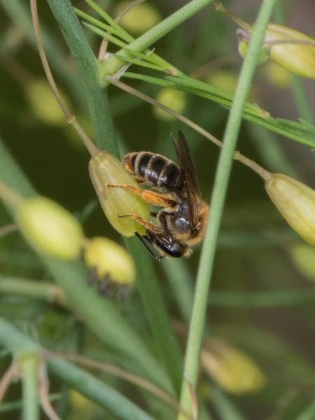 Les abeilles sauvages de Suisse Andrène de l'asperge - Andrena chrysopus
