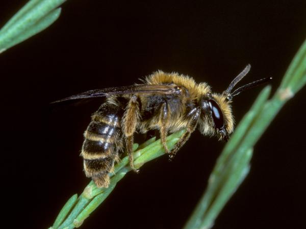 Les abeilles sauvages de Suisse Andrène de l'asperge - Andrena chrysopus