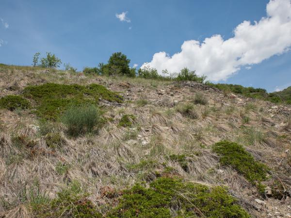 Les abeilles sauvages de Suisse Andrène de l'asperge - Andrena chrysopus