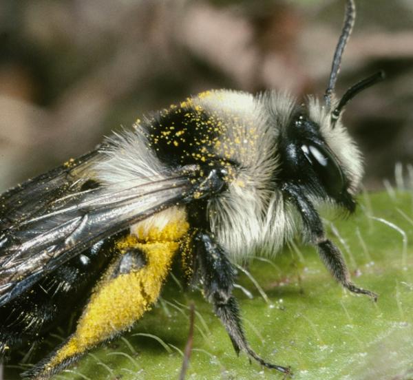 Les abeilles sauvages de Suisse Andrène cinéraire - Andrena cineraria