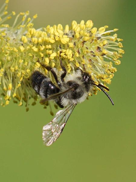 Les abeilles sauvages de Suisse Andrène cinéraire - Andrena cineraria