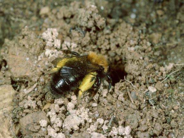 Les abeilles sauvages de Suisse  - Andrena clarkella