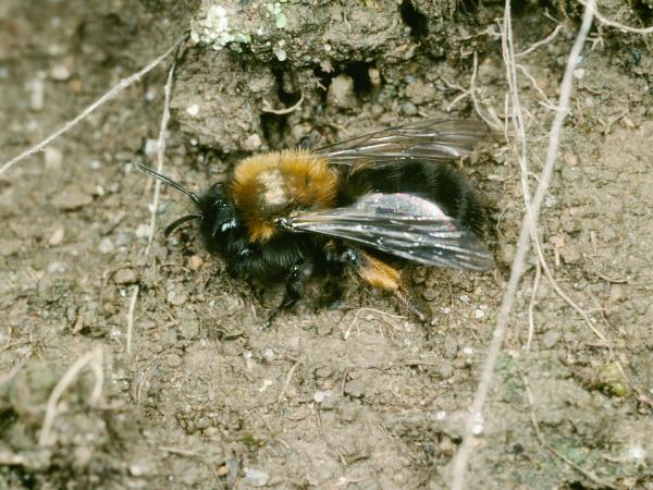Les abeilles sauvages de Suisse  - Andrena clarkella