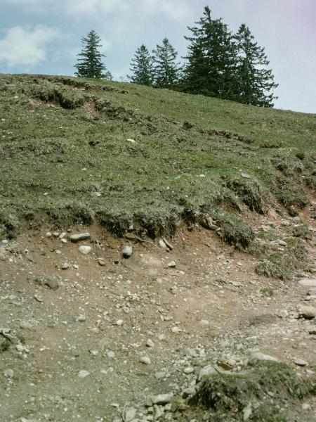 Les abeilles sauvages de Suisse  - Andrena clarkella