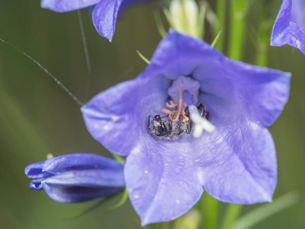 Les abeilles sauvages de Suisse  - Andrena coitana