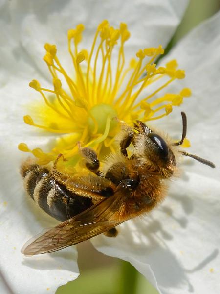 Les abeilles sauvages de Suisse Andrène combinée - Andrena combinata