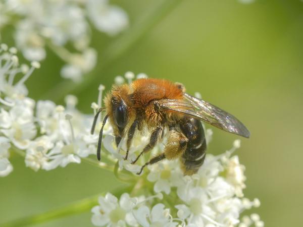 Les abeilles sauvages de Suisse Andrène congrue - Andrena congruens