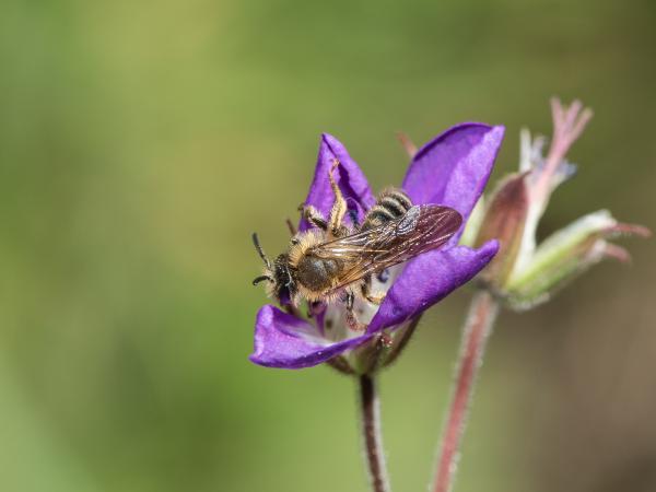 Les abeilles sauvages de Suisse Andrène griffes-courbes - Andrena curvungula