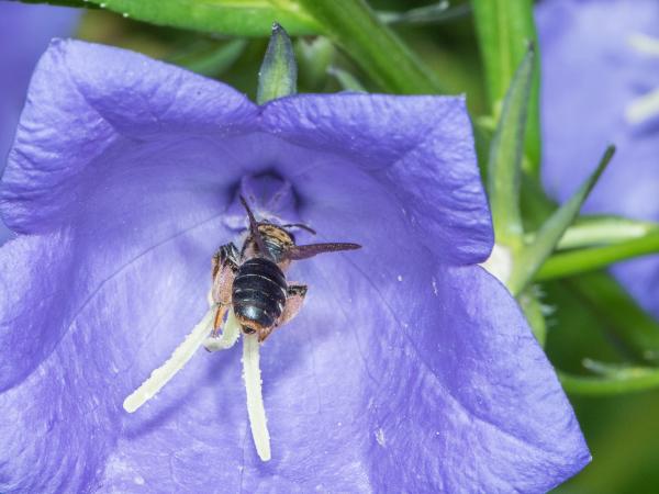 Les abeilles sauvages de Suisse Andrène griffes-courbes - Andrena curvungula