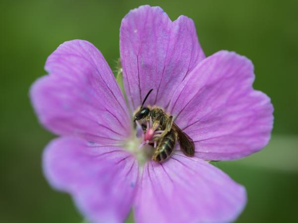 Les abeilles sauvages de Suisse Andrène griffes-courbes - Andrena curvungula
