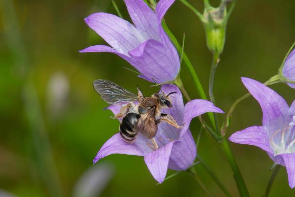 Les abeilles sauvages de Suisse Andrène griffes-courbes - Andrena curvungula