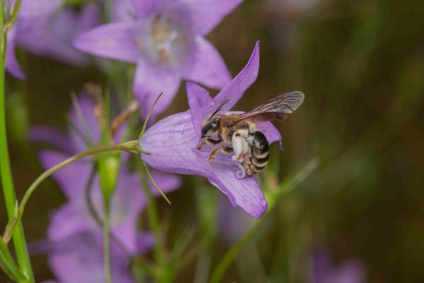 Les abeilles sauvages de Suisse Andrène griffes-courbes - Andrena curvungula