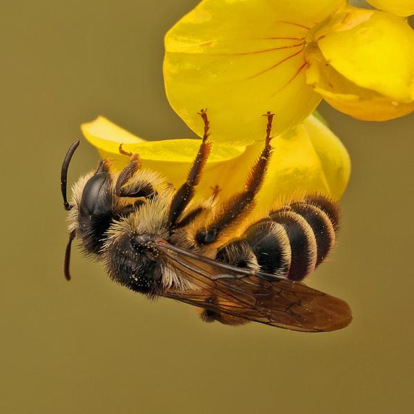 Les abeilles sauvages de Suisse  - Andrena denticulata