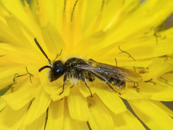 Les abeilles sauvages de Suisse Andrène distinguée - Andrena distinguenda