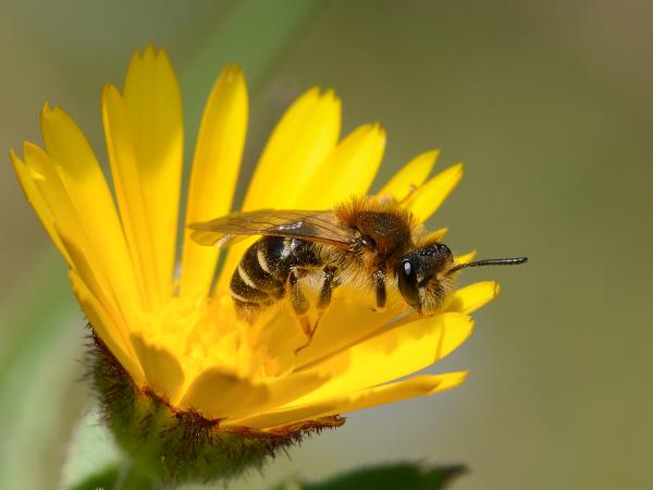 Les abeilles sauvages de Suisse Andrène dorsale - Andrena dorsata